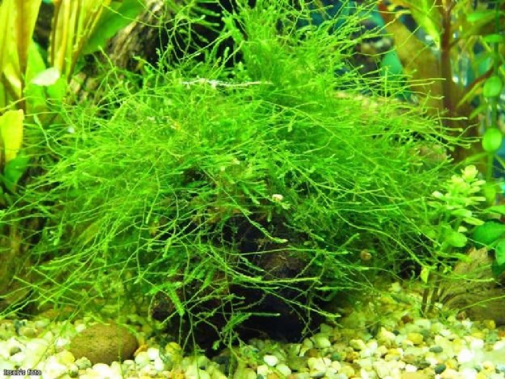 яванский мох в аквариуме фото